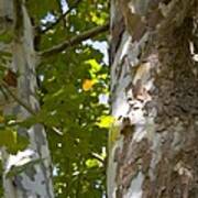 American Sycamore Poster