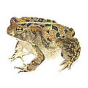 American Toad Poster