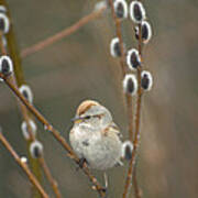 American Tree Sparrow In Pussy Willow Poster