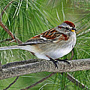 American Tree Sparrow Poster