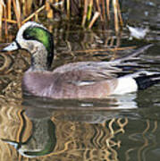 American Wigeon Reflections Poster