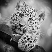 Amur Leopard Cub Portrait Poster