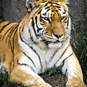 Amur Tiger Poster