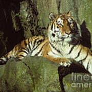 Amur Tiger Poster