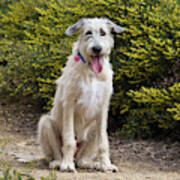 An Irish Wolfhound Puppy Sitting Poster