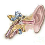 Anatomy Of Human Ear Poster