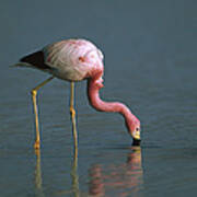 Andean Flamingo Feeding Laguna Blanca Poster