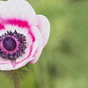 Anemone - Pink Center Poster