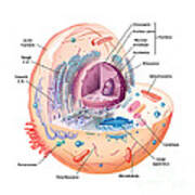 Animal Cell Illustration Labeled Poster