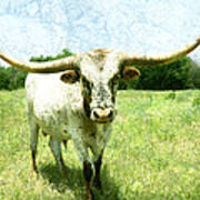 Animals - Cows -longhorn In Summer Pasture Poster