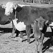 Animals Cows The Curious Calf Black And White Photography Poster