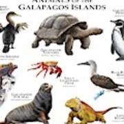 Animals Of The Galapagos Islands Poster