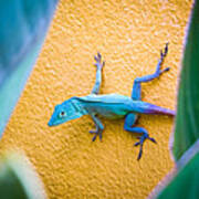 Anole Poster