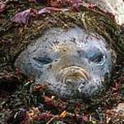 Antarctic Elephant Seal Poster