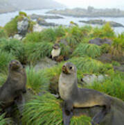 Three Antarctic Fur Seals Poster