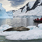 Antarctic Serenity... Poster