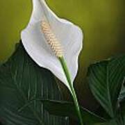 Anthurium Poster