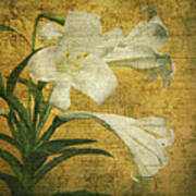 Antique Easter Lily Poster