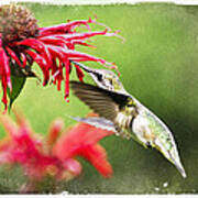Antique Hummingbird Postcard No. 1124 Poster