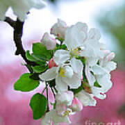 Apple Blossom Poster