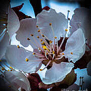 Apple Blossom Poster