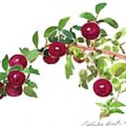 Apple Bough Watercolor Poster