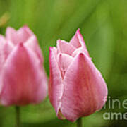 Apple Pink Tulips Poster