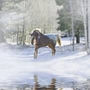 Winter Snow Horse And Reflection Poster