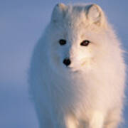 Arctic Fox, Alaska Poster