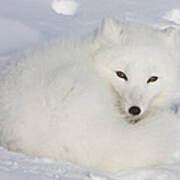 Arctic Fox Resting Churchill Canada Poster