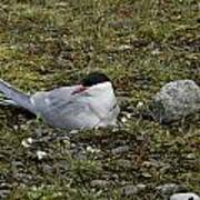 Arctic Tern Nesting Poster