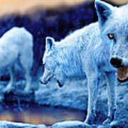Arctic White Wolves Poster