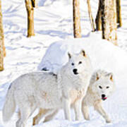Arctic Wolves Poster