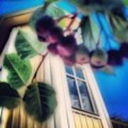 #aronia #buske #trädgård #hus #hem Poster