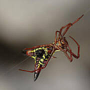 Arrow-shaped Micrathena Spider Starting A Web Poster