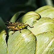 Artichoke Grasshopper Poster