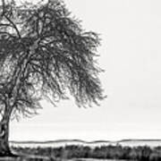 Artistic Black And White Sunset Tree Poster