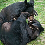 Asian Black Bears Poster