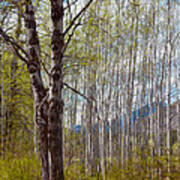 Aspen Trees Proudly Standing Poster