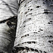 Aspen Trunks In Light And Shadow Poster