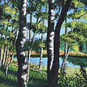 Aspens And Pond Poster