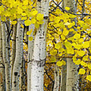 Aspens At Autumn Poster