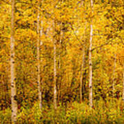 Aspens In Autumn Poster