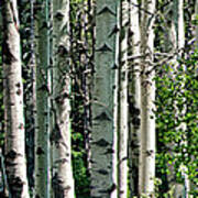 Aspens In The Shadows Poster