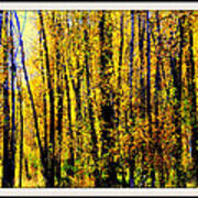 Aspens In Yellowstone National Park Poster