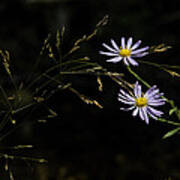 Asters In Woodland Light Poster