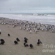 Atlantic Morning Gathering Of Birds Poster