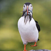 Atlantic Puffin Carrying Greater Sand Poster
