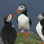 Atlantic Puffin Group Courting Poster