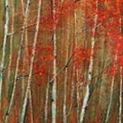 Autumn Birch Poster